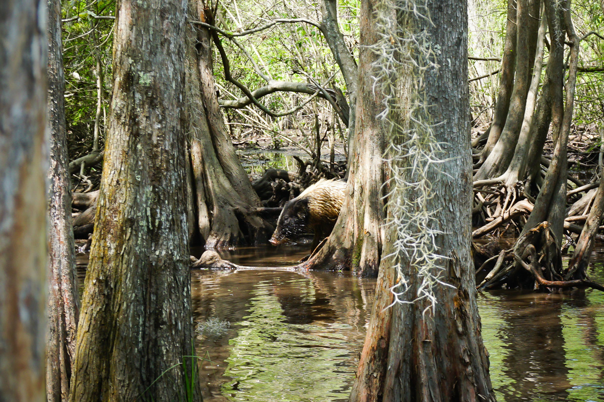 Swamp - New Orleans