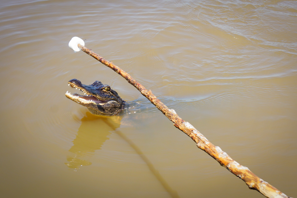 Krokodil - Swamp - New Orleans