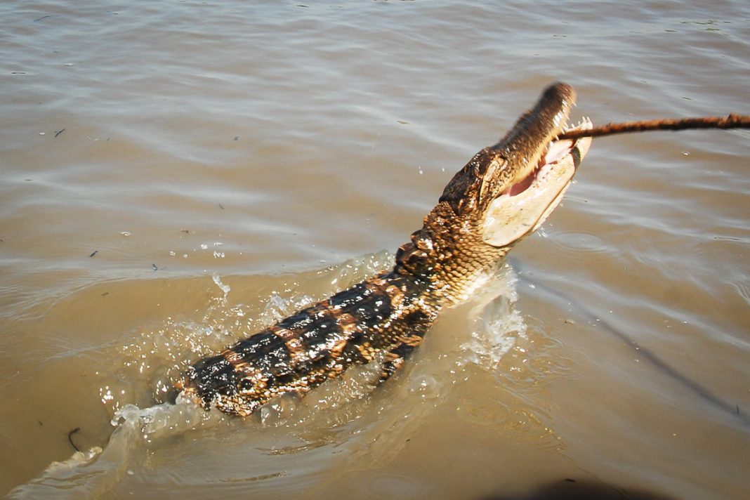 Krokodil - Swamp - New Orleans