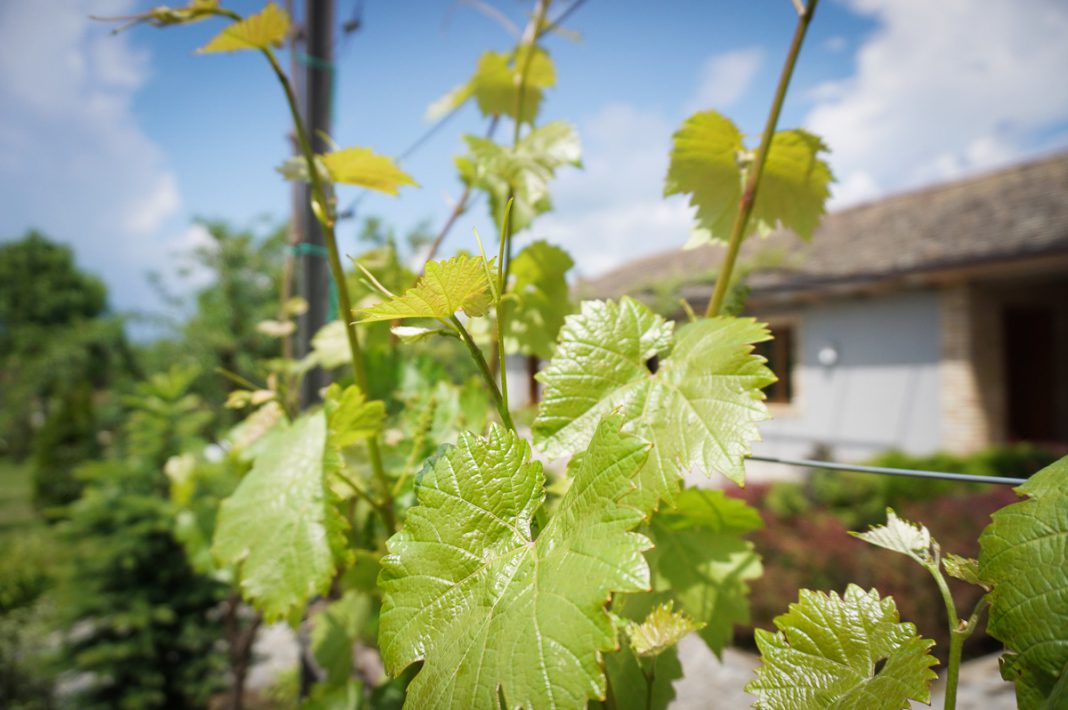 Södra Serbien vingårdar