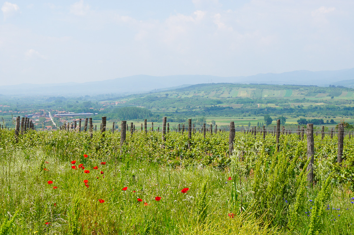Södra Serbien vingårdar