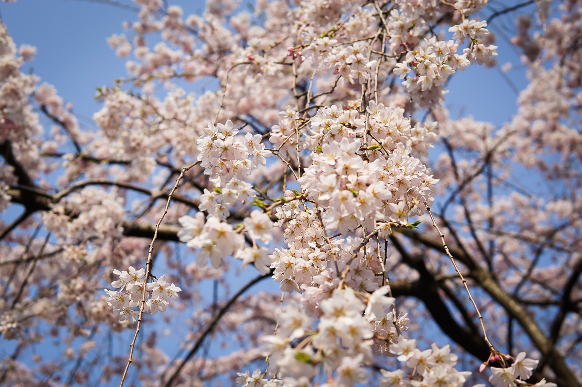 japan-körsbärsblomning-tokyo-kyoto-sakura