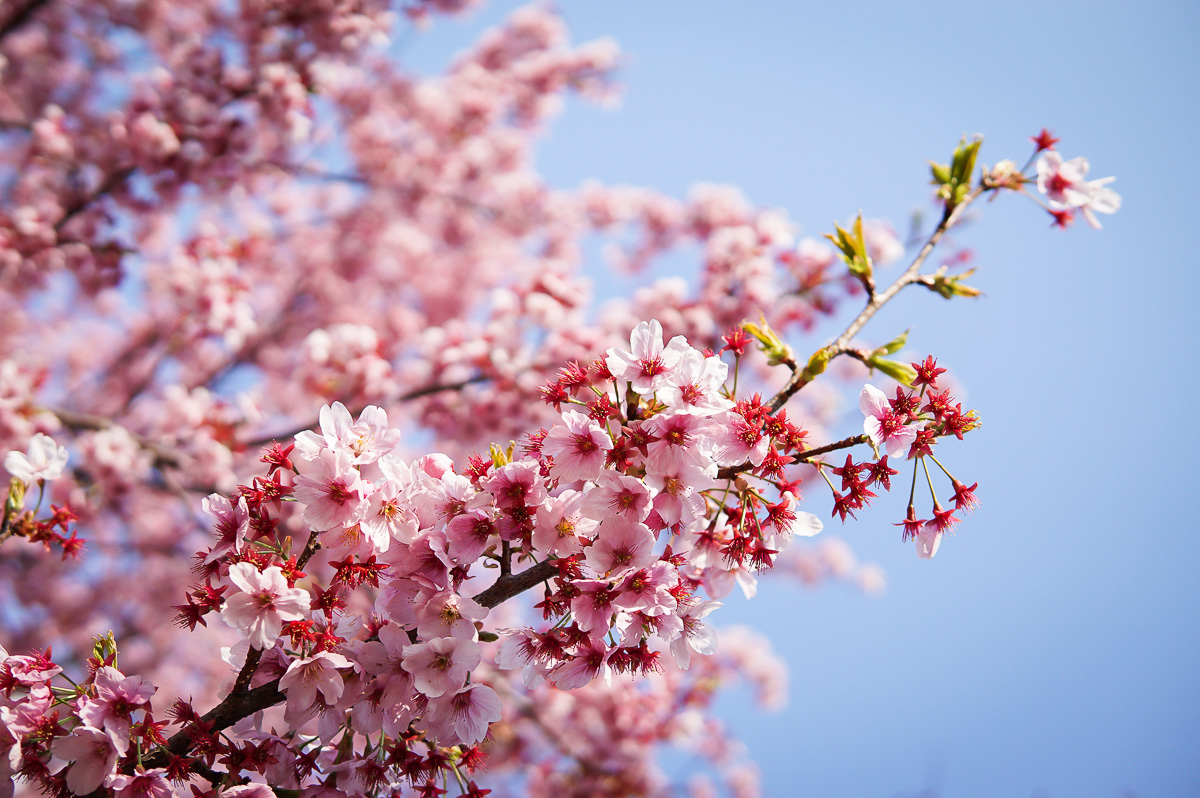 japan-körsbärsblomning-tokyo-kyoto-sakura