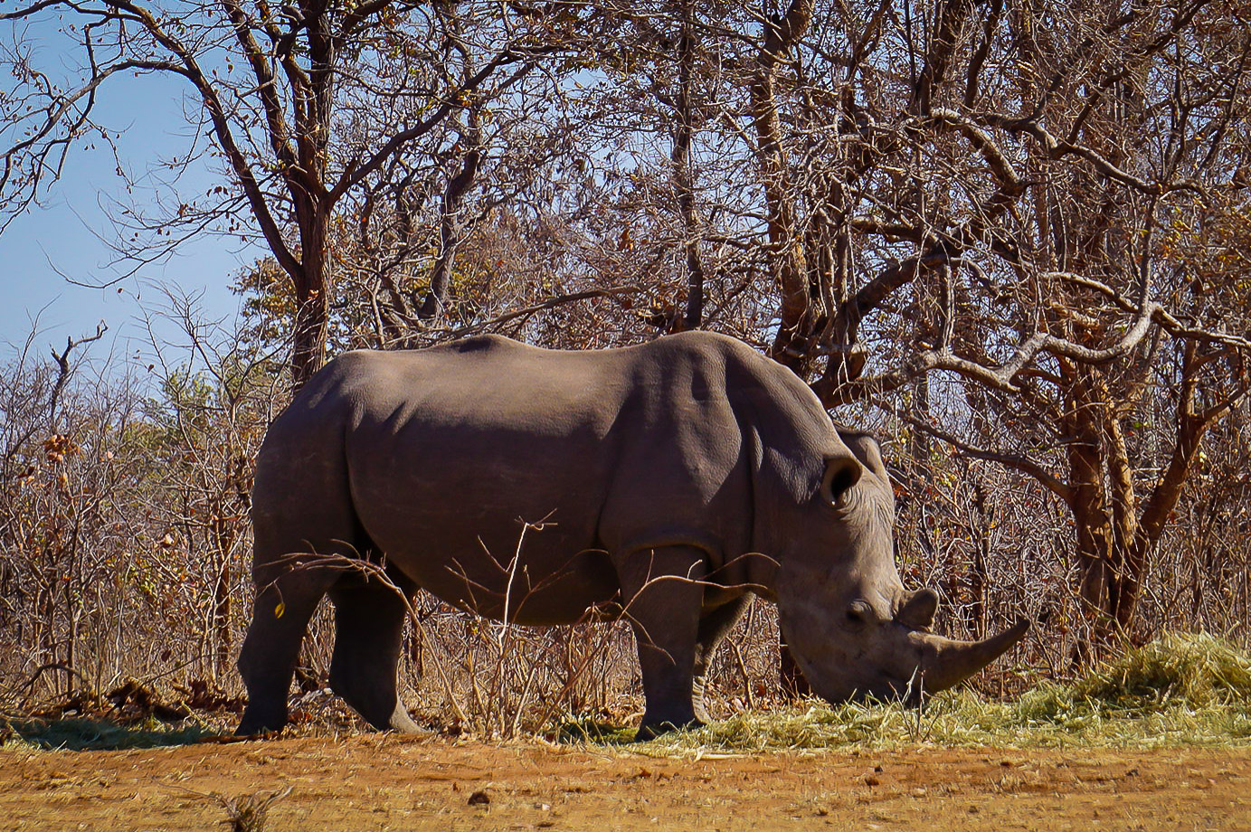 afrika-victoria-falls-zambia-white-rhino-walking-safari-2
